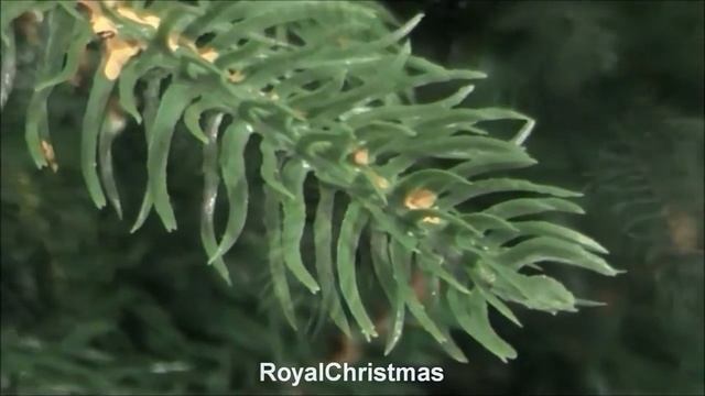 ЕЛЬ ROYAL CHRISTMAS AUCKLAND смотреть онлайн