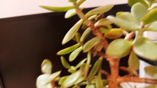 Мучнистый червец - как бороться, как выглядит / Как определить, что завелся мучнистый червец / смотреть онлайн