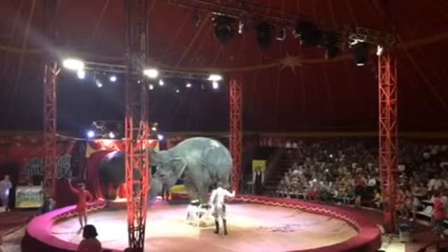 Слоник в цирке смотреть онлайн