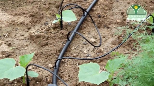 Автоматический капельный полив ВОДОМЕРКА для теплицы смотреть онлайн