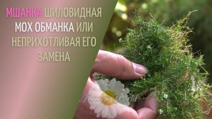 Мшанка шиловидная — мох обманка или неприхотливая его замена?