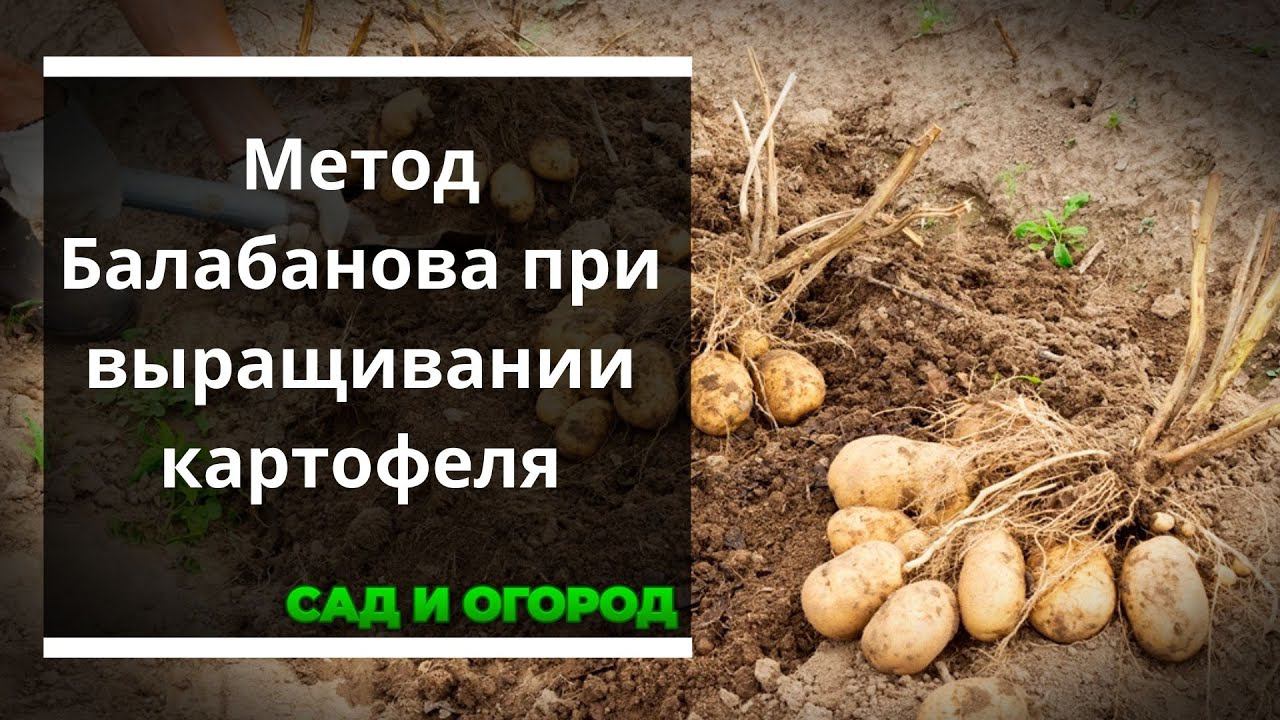 Метод Балабанова при выращивании картофеля — всегда отменный урожай