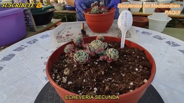 REVISANDO SI TIENEN COCHINILLA LAS SUCUS смотреть онлайн