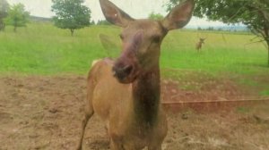 олени и оленята