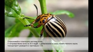 Колорадский жук. Как избавиться от колорадского жука без химии.