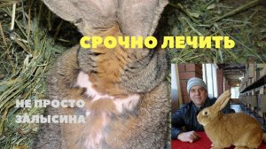 Залысины у кролика.  Микроспория, Трихофития. Лечение и профилактика