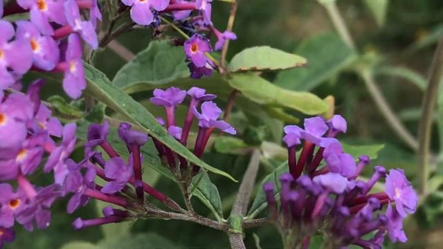 ?Что это за зверь такой -Богомол?! смотреть онлайн