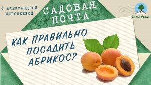 Садовая почта: Как правильно посадить абрикос? Выпуск 1