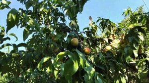 Поспели очень вкусные персики! Бабушкин двор! Персиковое дерево! Свои персики в саду!