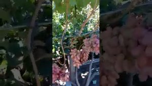 виноград в Омске