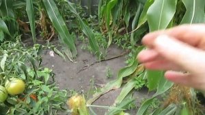 Самая  сладкая кукуруза " Меркур" F 1. Производитель семян фирма"Seminis".