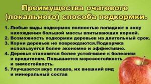 ЛУЧШИЙ СПОСОБ ПОДКОРМКИ ВЗРОСЛЫХ САДОВЫХ ДЕРЕВЬЕВ
