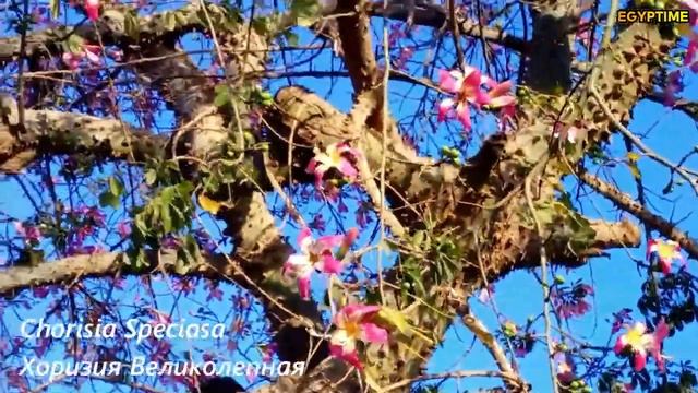FLORA OF EGYPT / РАСТЕНИЯ ЕГИПТА . Блог о Египте. مصر. Каир, Хургада, Шарм эль Шейх, Марса Алам