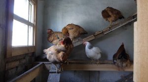 Куры Венгерский Великан. / Chicken breed Hungarian giant