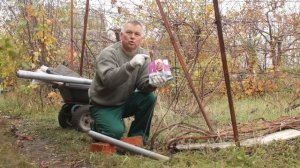 Укрываем виноград на зиму: пошаговый разбор надежного укрытия