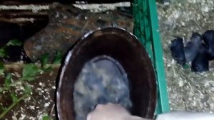 Ч.4 Окрол вне гнезда. Роды крольчихи. Что должен сделать кроликовод. Рождение крольчат.