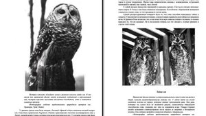 Определи Свой Тотем | Тэд Эндрюс