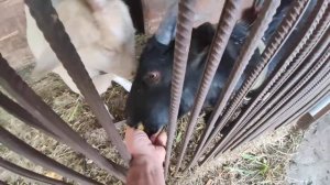 Едят ли коз и что едят козы летом. Чем кормить козу чтобы давала больше молока.