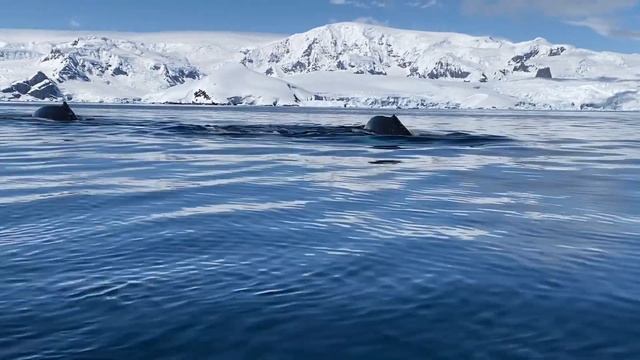 ЗВУКИ ЖИВОТНЫХ МЛЕКОПЕТАЮЩИХ КИТОВ,РЫБ,ДЕЛЬФИНОВ. ВИДЕО ДЛЯ ДЕТЕЙ. смотреть онлайн