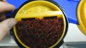 Как хранить мотыля дома и очень долго