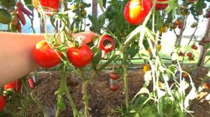 Томат Сердцевидный