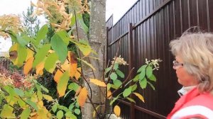 ОБРЕЗКА метельчатой гортензии ГРЕЙТ СТАР-2022 год