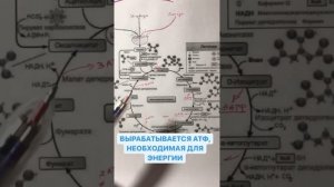 Цикл Кребса за 2 минуты