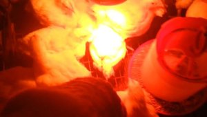 Вес бройлеров в месяц.