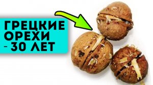 97% людей едят грецкие орехи неправильно! Орехи запустят время вспять, если их...