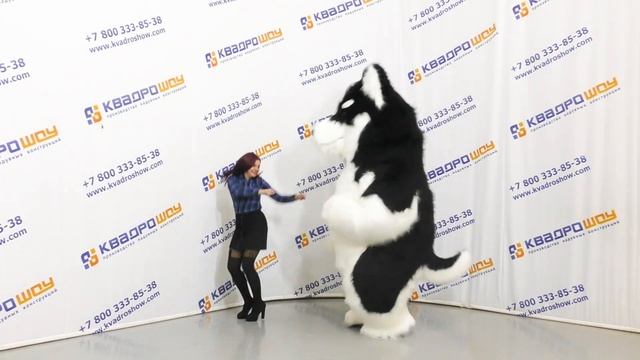 ХАСКИ меховой костюм подвижные ушки. ХАСКИ голубые глазки. ростовая кукла собака ХАСКИ Смешные ХАСК