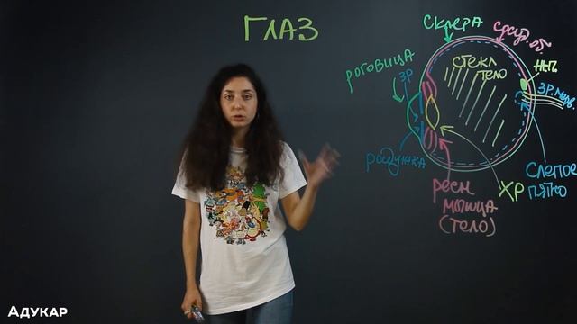 Сенсорные системы| Строение глаза и уха| Биология ЦТ, ЕГЭ