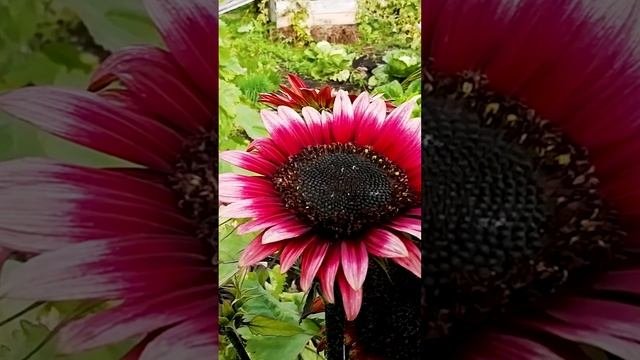 Подсолнечник Красное солнышко.?