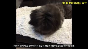 강아지가 설사하는 이유 5가지와 강아지 설사할 때 먹으면 정말 좋은 음식 2가지【강아지 설사│강아지 아플때│강아지에게 좋은 음식│반려견 설사약】