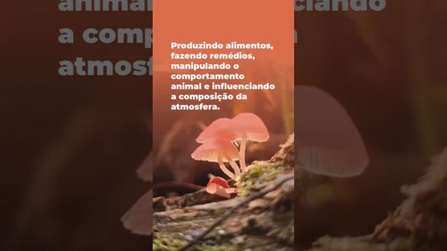 Os fungos são realmente fantásticos! смотреть онлайн