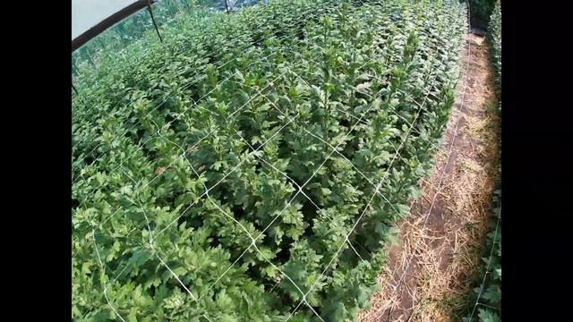 ОЧЕНЬ ВАЖНАЯ ПОДКОРМКА ДЛЯ ХРИЗАНТЕМЫ смотреть онлайн