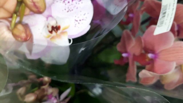 ОРХИДЕИ В РОСТКЕ //11.10.23// смотреть онлайн