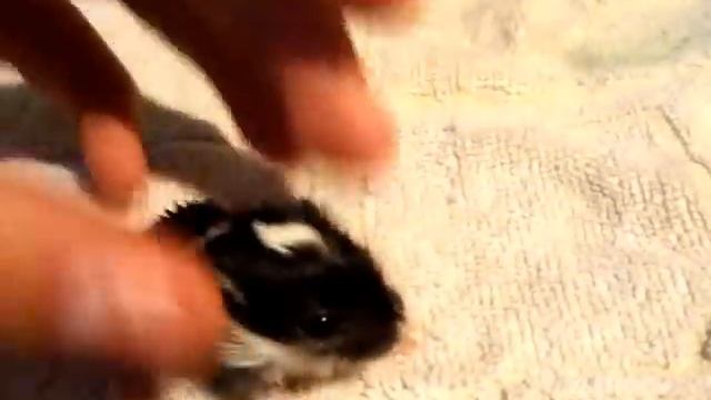 Монгольский тушканчик смотреть онлайн