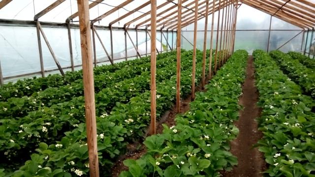 Сухие удобрения для клубники. смотреть онлайн