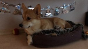 VLOG: Таффи надзиратель 🐶
