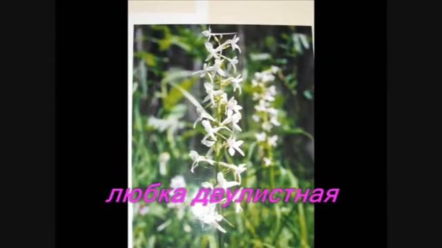 Редкие растения Кузбасса 2