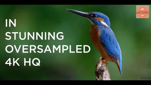 Canon EOS R5 Camera Mirrorless Body смотреть онлайн