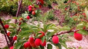 Абрикос Приция, Цунами, Рубиста, Фаралия, Кармен Топ