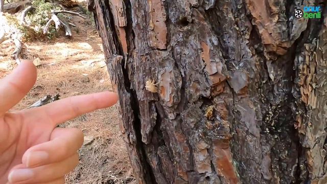 Leleg Yolu: Bodrum'un en yüksek dağına tırmandık