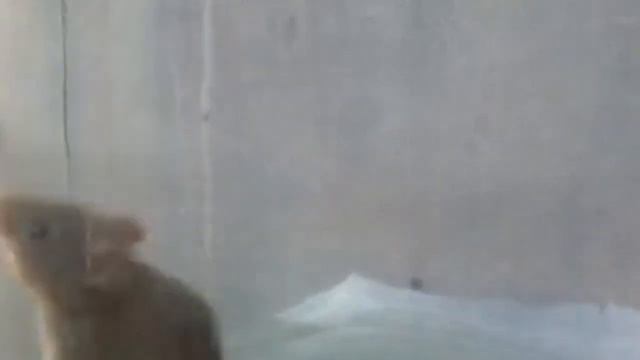 Мышь в банке. Как поймать мышь в банку? смотреть онлайн