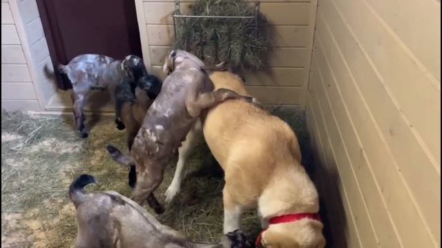 Отзывы о питомнике. Шилеле Айше. смотреть онлайн