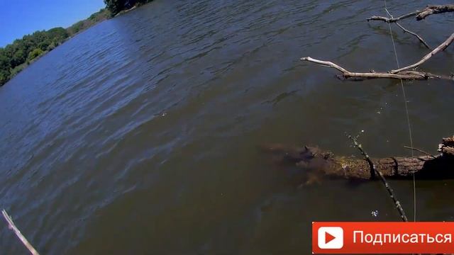 Ловля карпа на боковой кивок в корягах летом.2022#familyfishing#Рыбалка#рыбалкакивок# смотреть онлайн