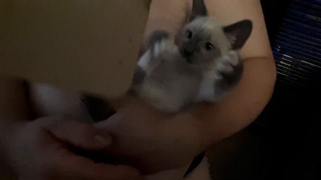 Кошачий компостер смотреть онлайн