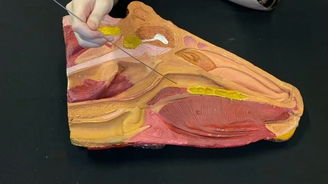 Акт глотания смотреть онлайн