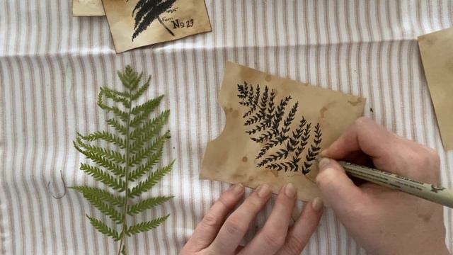 Fern -quick sketch with ink смотреть онлайн