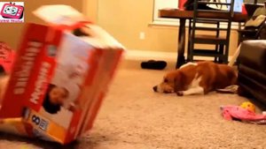 Смешная подборка Забавные дети и малыши